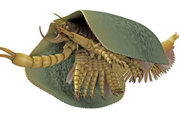 Reconstructing the origin of animals' greatest success story